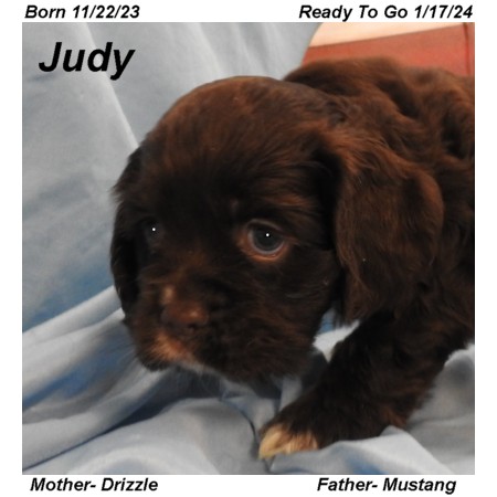 puppy, for, sale, Cocker Spaniel, Joe & Cherri  Overlease, dog, breeder, Miller, MO, dog-breeder, puppy-for-sale, forsale, nearby, find, puppyfind, locator, puppylocator, aca